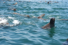 Sea Lions on Palomino Islands, Callao