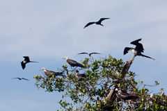 Frigatebirds in the Mangroves of Tumbes