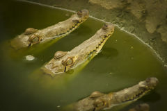 Tumbes Crocodiles