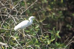 Great White Heron