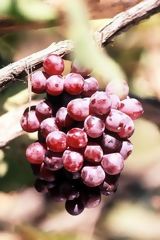 Grapes in the Ica Valley