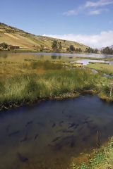 Trouts in awimpuquio Lagoon