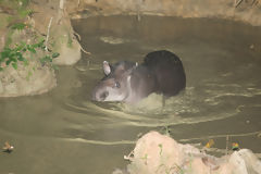 Tapir