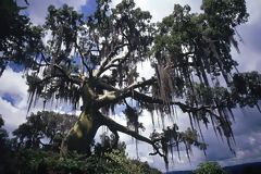 Ceiba tree, tropical Pacific forest