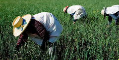 Farmers in the countryside of Arequipa