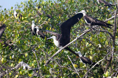 Frigate Bird in the Tumbes Mangroves