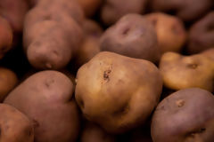 Yellow Potato