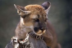 Puma in Amotape National Park