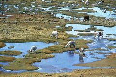 Salinas and Aguada Blanca National Reserve