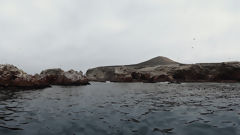 Ballestas Islands, Paracas