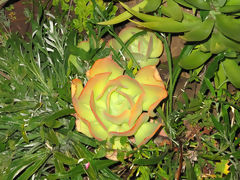 Cactus Flower, Pisac