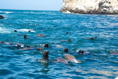 Sea Lions on Palomino Islands, Callao