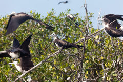 Frigate Bird in the Tumbes Mangroves