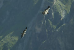 Condors in the Colca Canyon