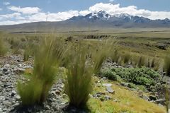 Andean puna