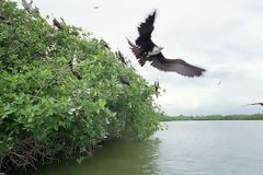 Mangroves and a bird barely taking flight