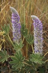 Lupins