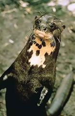 Giant otter of river, Manu