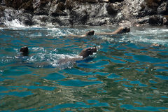 Sea Lions on Palomino Islands, Callao