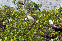 Birds in the Mangroves of Tumbes