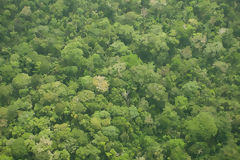 Trees in the Manu National Park