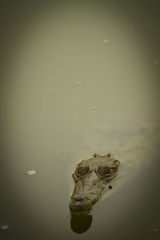 Tumbes Crocodile