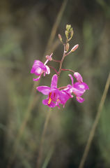 Orchid in Villa Rica