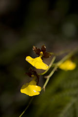 Orchid in Choquequirao