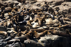 South American Sea Lions