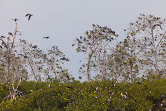 Birds in the Mangroves of Tumbes