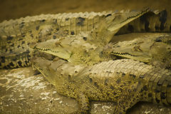 Tumbes Crocodiles