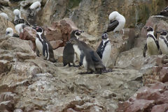 Humboldt penguins