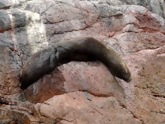 Ballestas Islands, Paracas