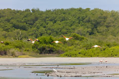 Flamingos in the Tumbes Mangroves