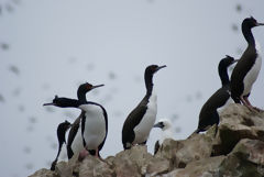 Cormorants at Paracas National Reserve