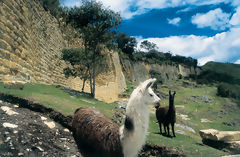 Llamas at the Kulap Fortress