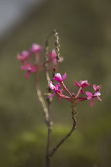 Orchid in Choquequirao