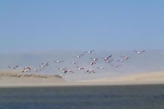 Flamingos, Paracas