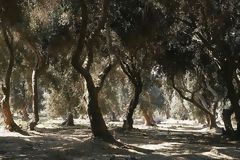 Olive Trees in Yauca, Caravel