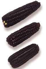 Purple Corn