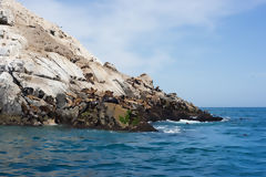 South American Sea Lions