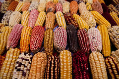 Varieties of Corn