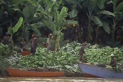 Banana Harvest by the River