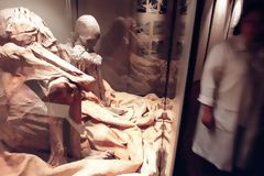 Paracas Mummies