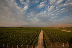 Vineyards, Ica