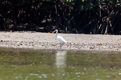 White Ibis in the Tumbes Mangroves