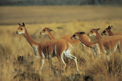 Vicuas at Pampa Galeras