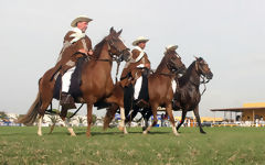 Peruvian Paso Horses