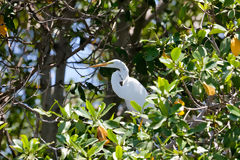 Great Egret in the Tumbes Mangroves