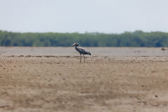 Yellow-Crowned Huaco in Tumbes Mangroves